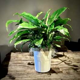 Potted peace lily plant in a white ceramic pot