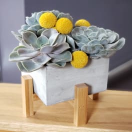 Succulent arrangement in a square concrete planter on a wooden stand