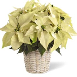 White Poinsettia Plant