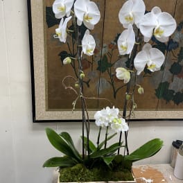 White orchids arranged in a wooden planter box