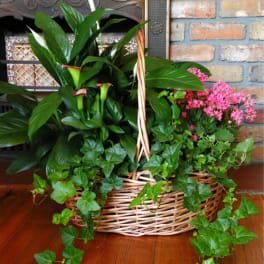 Basket of green plants with pink flowers