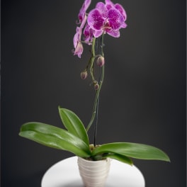 Single Stem Purple Orchid Planter