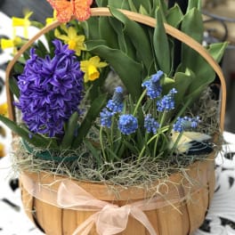 Basket arrangement with purple hyacinth, blue grape hyacinth, and yellow daffodils