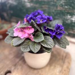 Potted African violet with pink and purple blooms