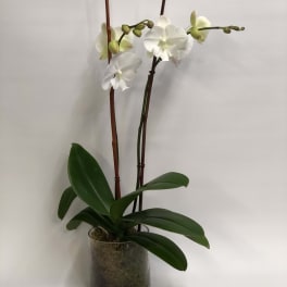 White orchids in a glass pot with broad green leaves