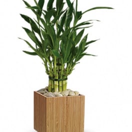 Teleflora's Good Luck Bamboo