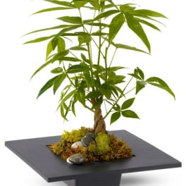 Potted money tree on a black tray with moss and stones