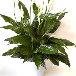 White peace lily plant in a white pot