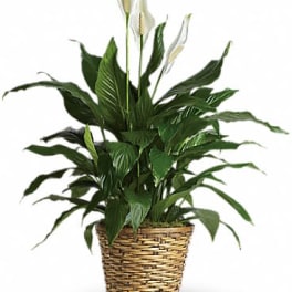 Simply Elegant Spathiphyllum - Medium