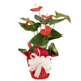 Anthurium ( PINK ONLY)