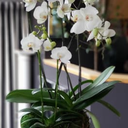 White orchid plant in a square white pot with moss