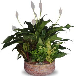 Mixed indoor foliage plants with white peace lily blooms in a low patterned ceramic bowl