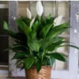 Spathiphyllum Plant by BloomNation™