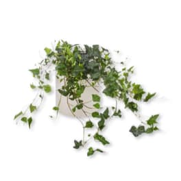 Ivy Plant