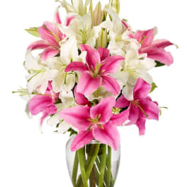 Pink and white lilies arranged in a clear glass vase