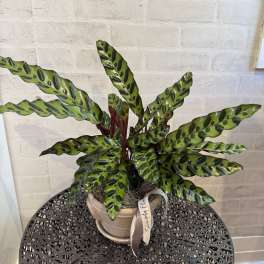Potted calathea plant with long patterned leaves in a beige pot