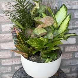 Mixed tropical plants in a white bowl planter