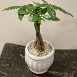 Small potted money tree plant in a white ceramic pot