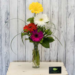 Colorful gerbera daisies arranged in a clear glass vase