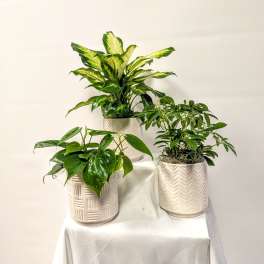 Three potted green houseplants in white ceramic planters on a draped table