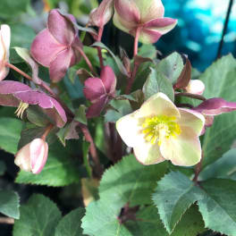Cluster of pale pink and cream hellebore flowers with dark green leaves