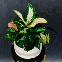 Potted variegated houseplant with broad green and cream leaves