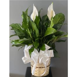 PEACE LILY FLOOR PLANT 8"