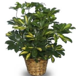 VARIEGATED DWARF SCHEFFLERA BRASSIA ARBORICOLA VARIEGATA