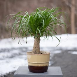 Potted ponytail palm in a beige ceramic pot