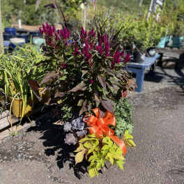 Potted ornamental plant with magenta flower spikes and an orange ribbon