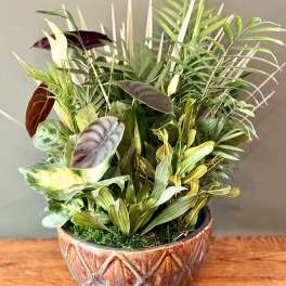 Tropical potted plant arrangement in a patterned ceramic bowl