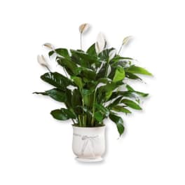 Peace Lily in Ceramic