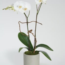 White orchid plant in a light ceramic pot