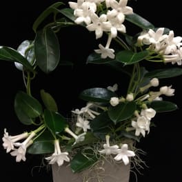 White star-shaped flowers arranged in a gray pot with dark green leaves