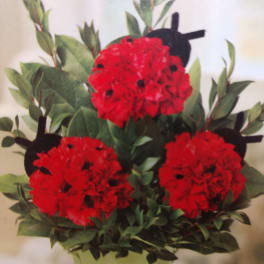 Red carnation arrangement in a light green pot