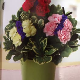 Potted arrangement of carnations in red, pink, and yellow