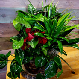 Lush mixed green plant arrangement in a basket with red foliage accents