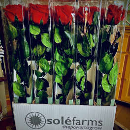 Forever Long-Stemmed Red Rose