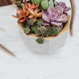 8.5" Gold Rimmed Concrete Geometric Succulent Garden