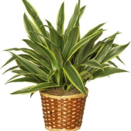 STRIPED DRACAENA PLANT DRACAENA DEREMENSIS 'WARNECKEI'