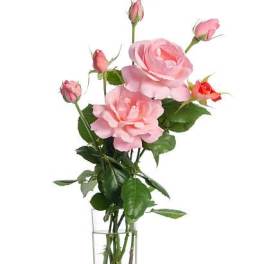 Pink roses in a clear glass vase