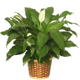 PEACE LILY PLANT SPATHIPHYLLUM CLEVELANDII