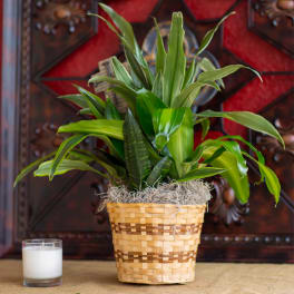 Potted green plant in a woven basket beside a white candle