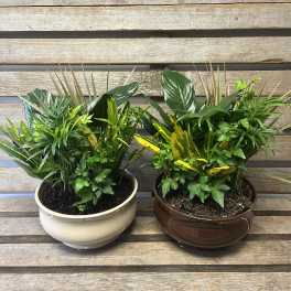 Two mixed green potted plants in ceramic bowls