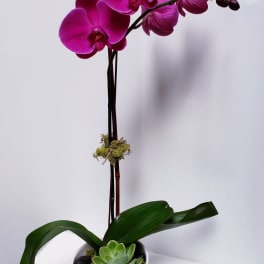 Potted purple orchid with a small succulent in a white container