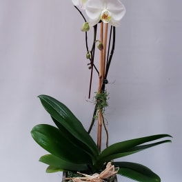 White Orchid and Wooden Box