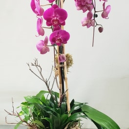 Purple Orchid Delight