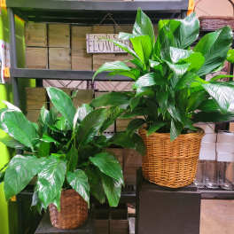 Two leafy potted plants in woven baskets on display shelves