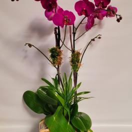 Potted magenta orchids with broad green leaves in a white container