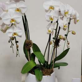 White orchids in a white pot with broad green leaves